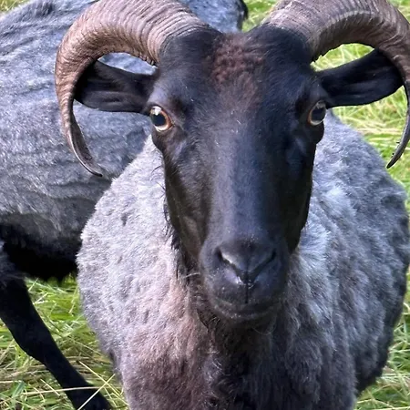 Casa de Férias Luett Heidjer Hus 5 Sterne Dtv